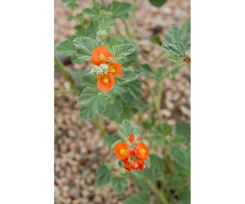 Munro's Globemallow